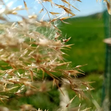 Fioccohause